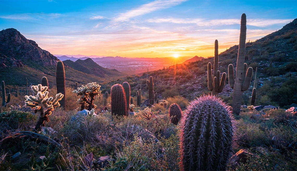 Image of cacti in the desert during a sunset